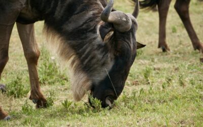 A Gnu is Just Like a Cow