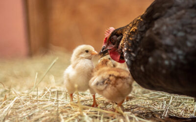 Do Happy Chickens Exist in Factory Farming?